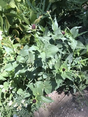 Rudbeckia occidentalis