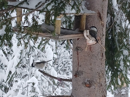 Willow Tit