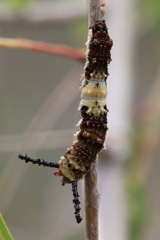 Limenitis arthemis arizonensis