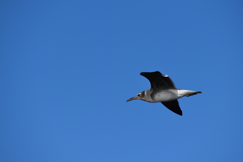 White-eyed Gull