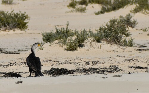 Great Cormorant