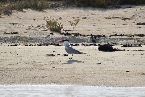 Caspian Tern