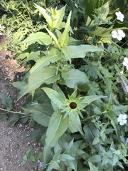 Rudbeckia occidentalis