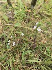 Euphrasia frigida