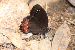 Gyrocheilus patrobas