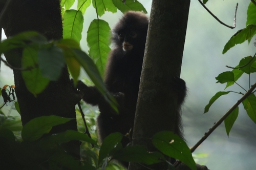 Robinson's Banded Langur