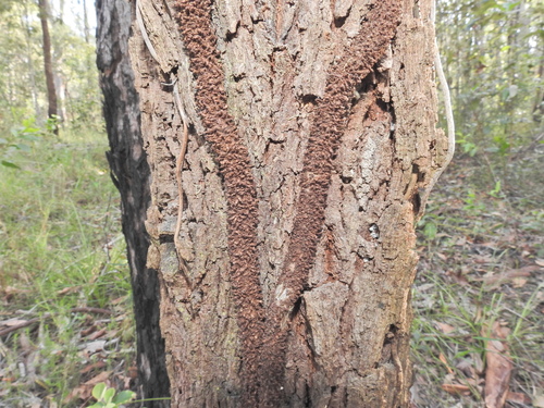 Image of Parsonsia brisbanensis by (c) Scott W. Gavins, some rights reserved (CC BY)