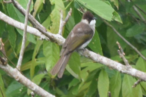 Ashy Bulbul (Hemixos flavala), photo 8