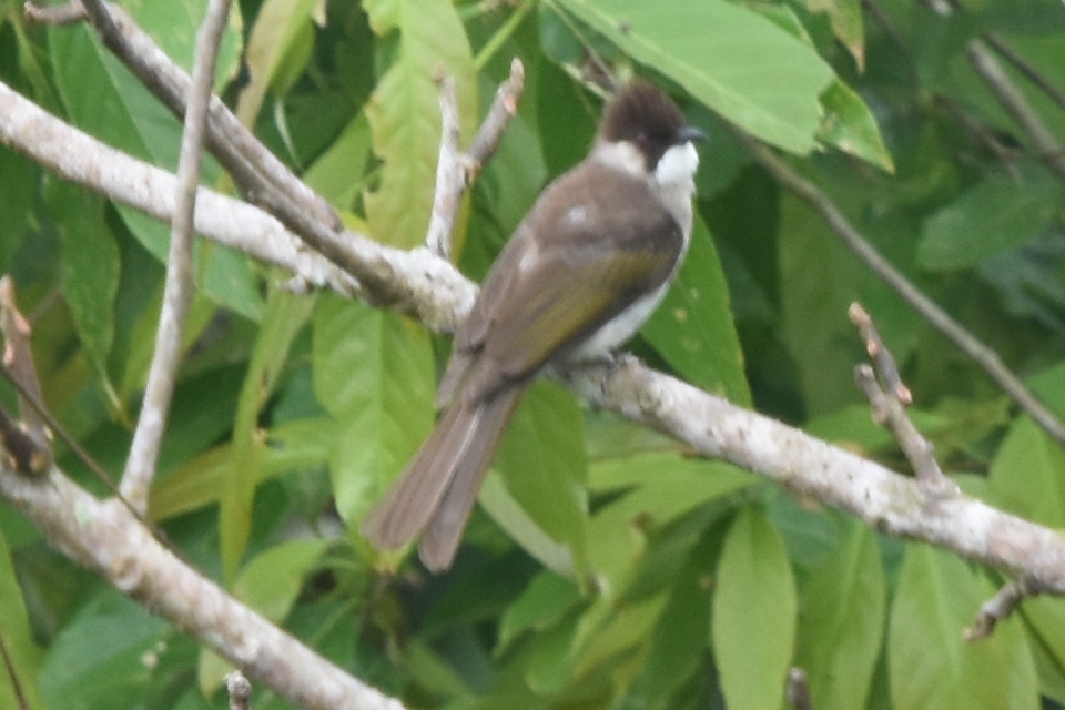Ashy Bulbul