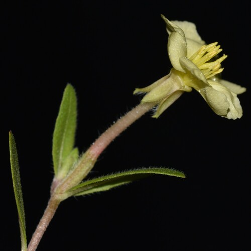 Oenothera laciniata, 2025-01-25