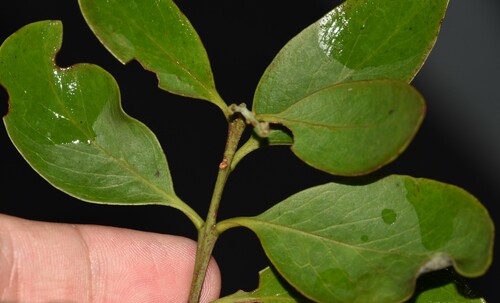 Image of Santalum paniculatum by no rights reserved