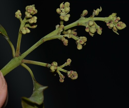Image of Santalum paniculatum by no rights reserved