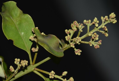 Image of Santalum paniculatum by no rights reserved