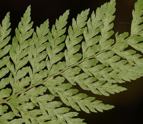 Image of Rigid Lace Fern (Microlepia setosa) by no rights reserved
