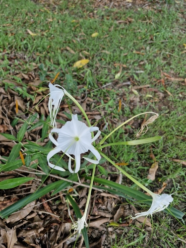 Foto de Lírio-do-brejo