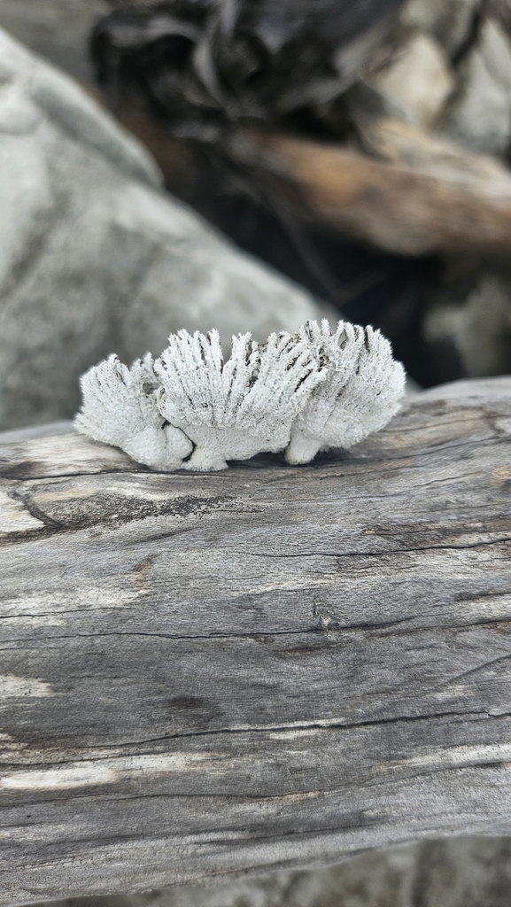 Schizophyllum commune · January 2025 · photo: © charliethomas (iNaturalist, cc0)