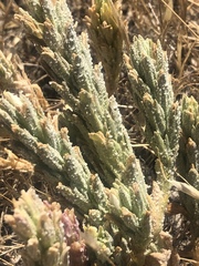 Chloropyron palmatum