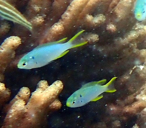 Coral demoiselle (Neopomacentrus nemurus) — Pomacentridae — 2