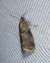 Acrobasis palliolella