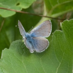 Glaucopsyche lygdamus