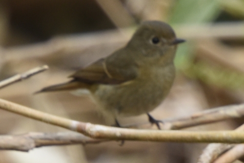 Slaty-backed Flycatcher (Ficedula erithacus), photo 10