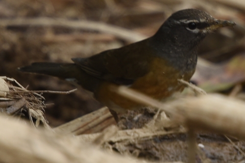 Zorzal rojigrís (Turdus obscurus)