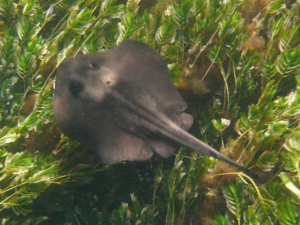 Ovale stekelrog (Trygonoptera ovalis) — Urolophidae