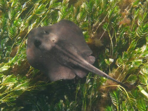 Striped stingaree (Trygonoptera ovalis) — Urolophidae
