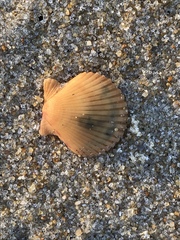 Argopecten irradians concentricus