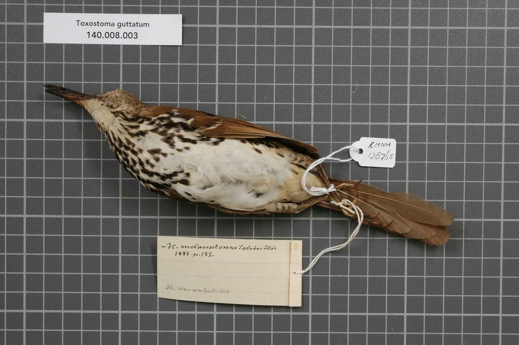 Cozumel Thrasher