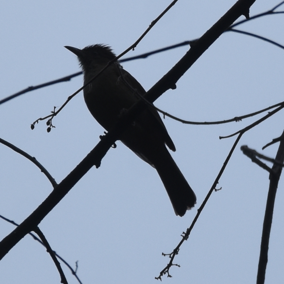 Olive Bulbul (Iole viridescens), photo 6