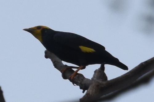 Golden-crested Myna (Ampeliceps coronatus), photo 7