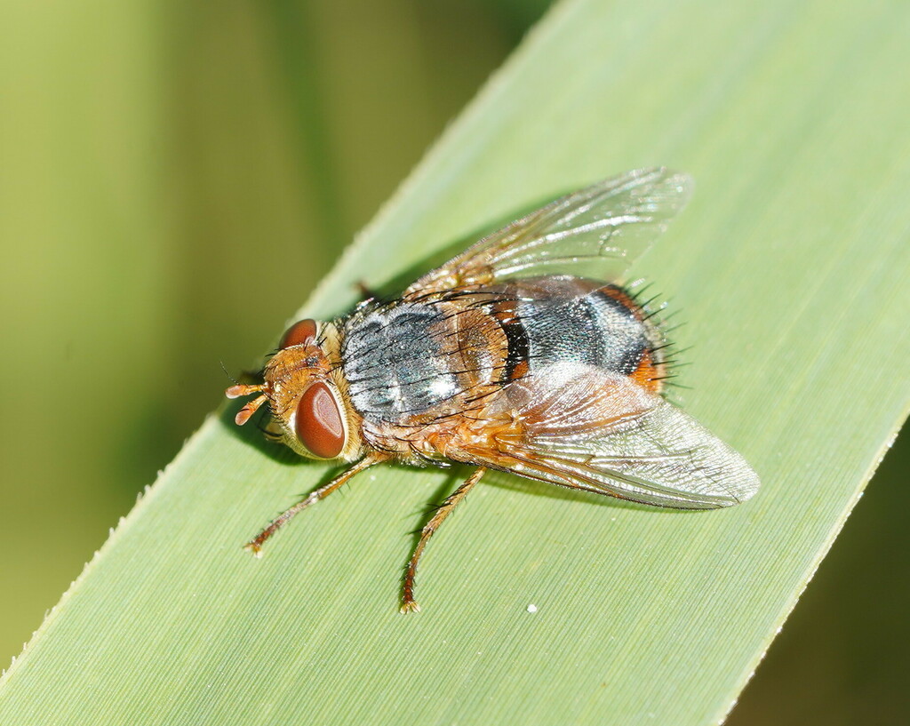 Microtropesa flaviventris
