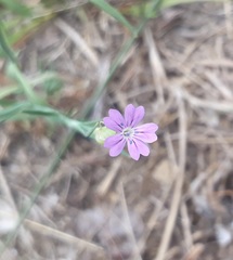 Petrorhagia nanteuilii