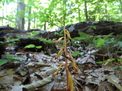 Corallorhiza maculata maculata
