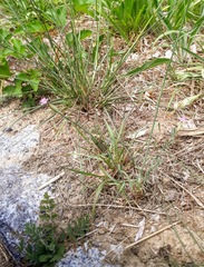 Petrorhagia nanteuilii
