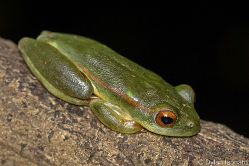 Arum Frog, Hyperolius semidiscus