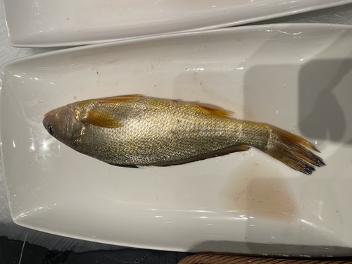 Gele ombervis (Nibea albiflora) — Sciaenidae