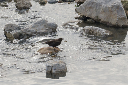 Brown Dipper