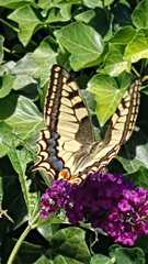 Papilio machaon