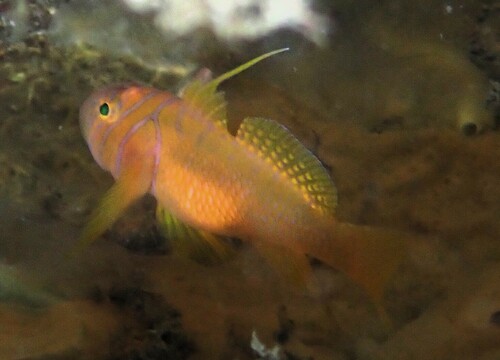 Nekband-koraalgrondel (Priolepis nuchifasciata) — Gobiidae — 5