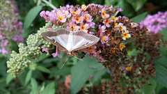 Cydalima perspectalis