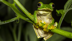 Rhacophorus malabaricus