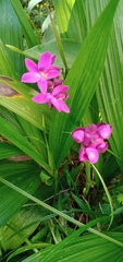 Spathoglottis