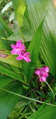 Spathoglottis