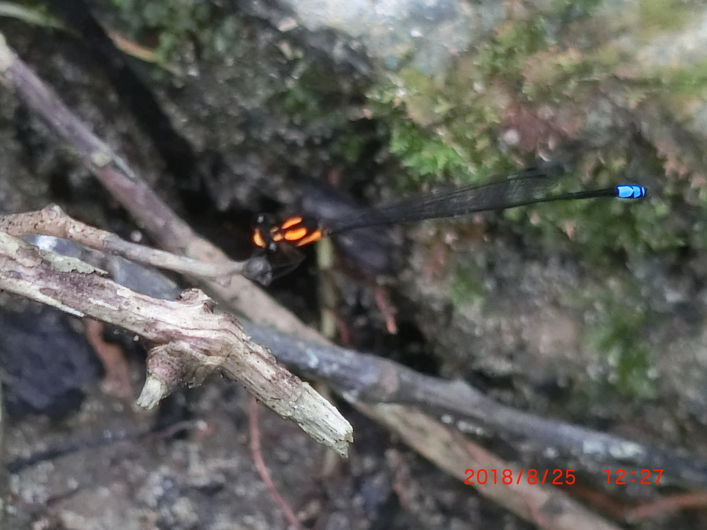 Nososticta nicobarica