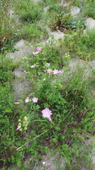 Malva alcea