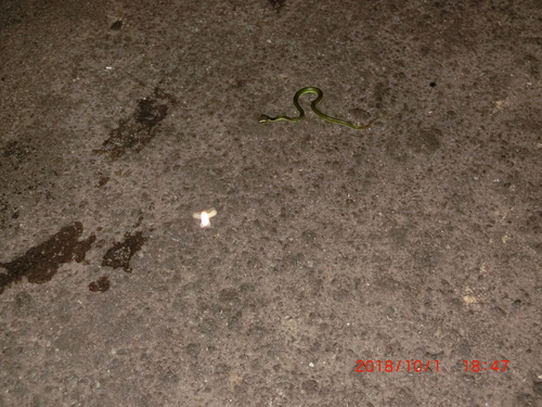 Cantor's Pit Viper