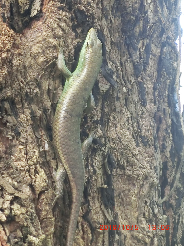 Nicobar Dasia