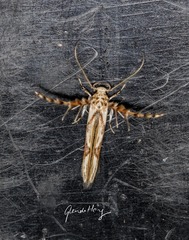 Stathmopoda stimulata